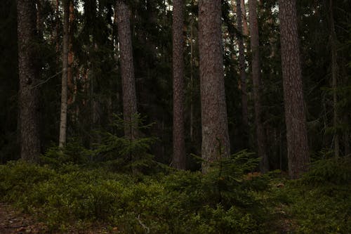 Gratis stockfoto met bomen, Bos, diep