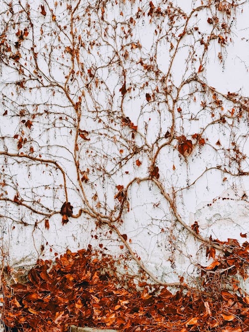 A Climbing Plant with Fallen Leaves on a White Wall 