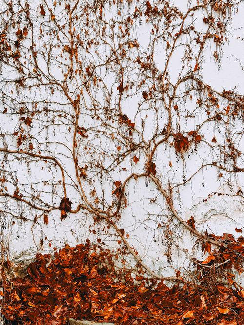 Free Dry ivy branches and fallen autumn leaves against a white wall in Romania. Stock Photo
