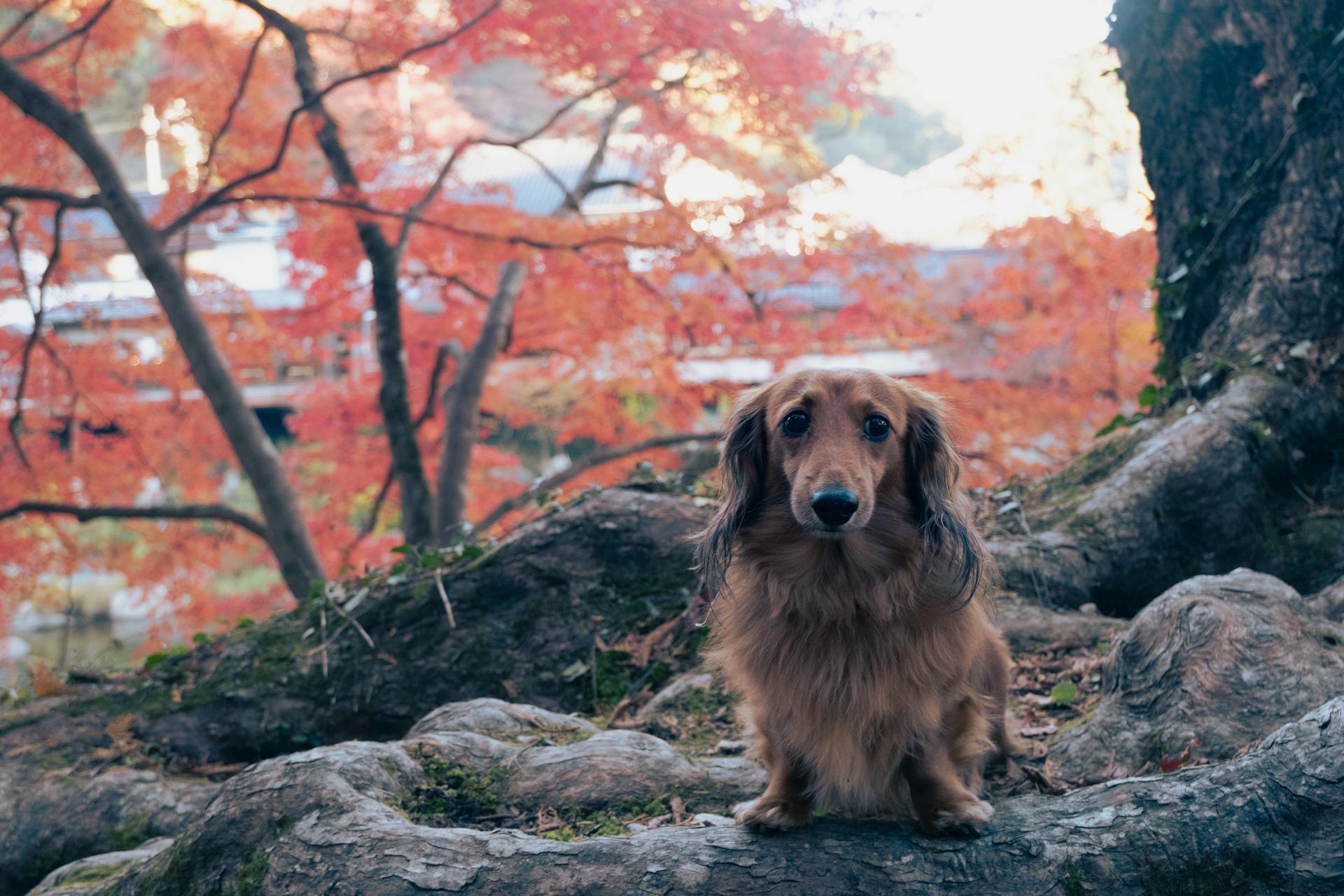 Dog in a Park in Japan