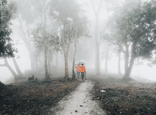 A person walking down a path in the fog