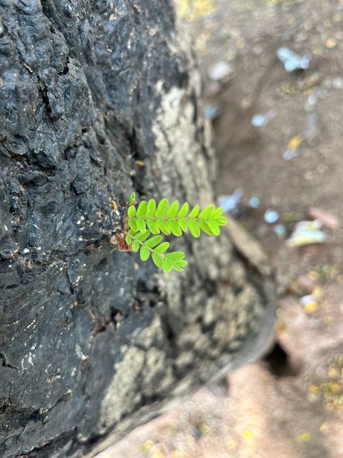 Free Nature Stock Photo