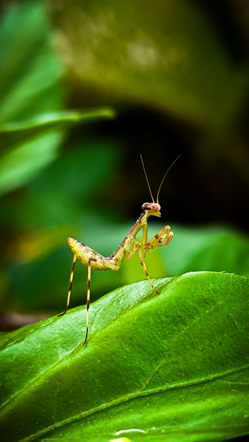 Gratis stockfoto met bidsprinkhaan, fotografie, groen insect
