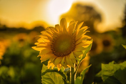 向日葵, 增長, 夏天 的 免费素材图片