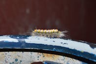 金属纹理表面上一只毛茸茸的毛毛虫充满活力的宏观图像