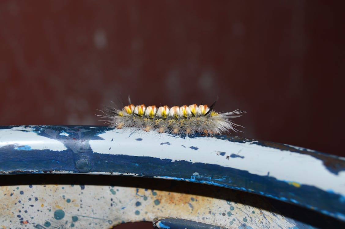 бесплатная гусеница желтого и белого мотылька на бело синей поверхности Стоковое фото