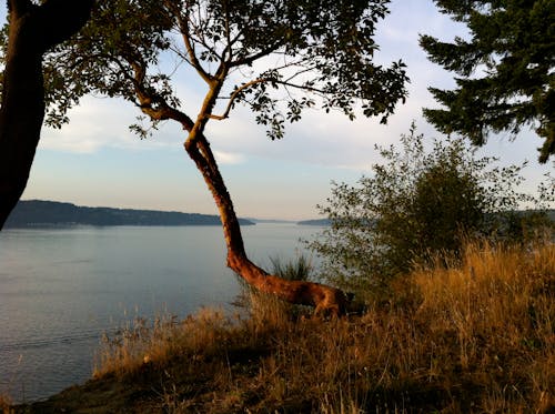 Puget Sound from Point Defiance Park