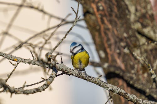 Eurasian Blue Tit Perching on Branch