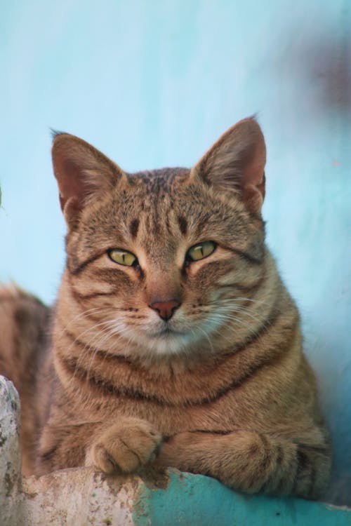 Kostnadsfri bild av djurfotografi, husdjur, katt