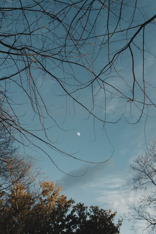 Moon Above Forest 