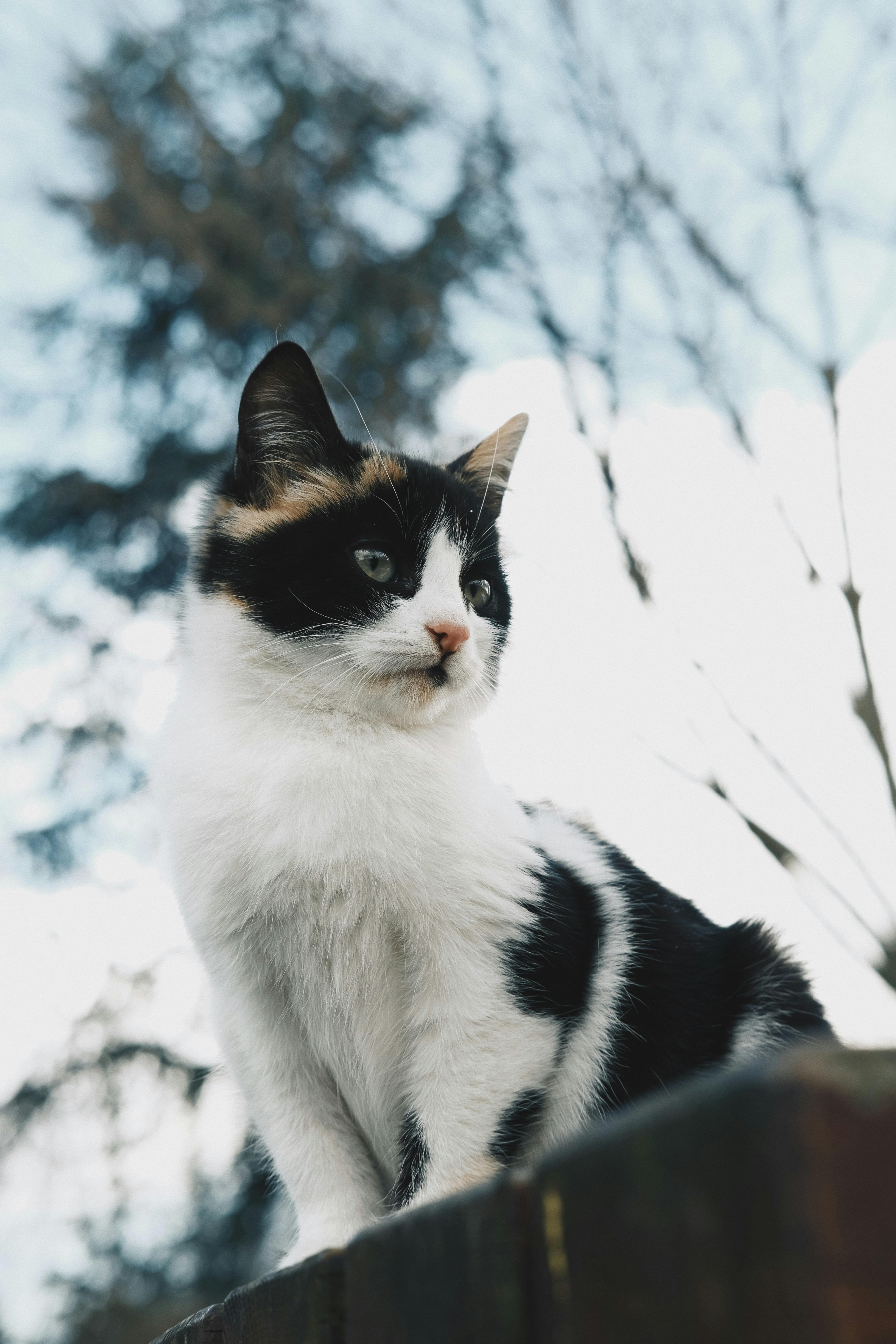 cute fluffy cat