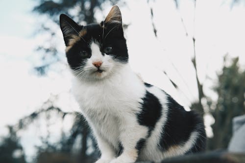 Close-up of a Black and White Kitten 