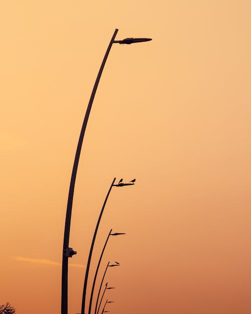Silhouette of Street Lamps at Sunset