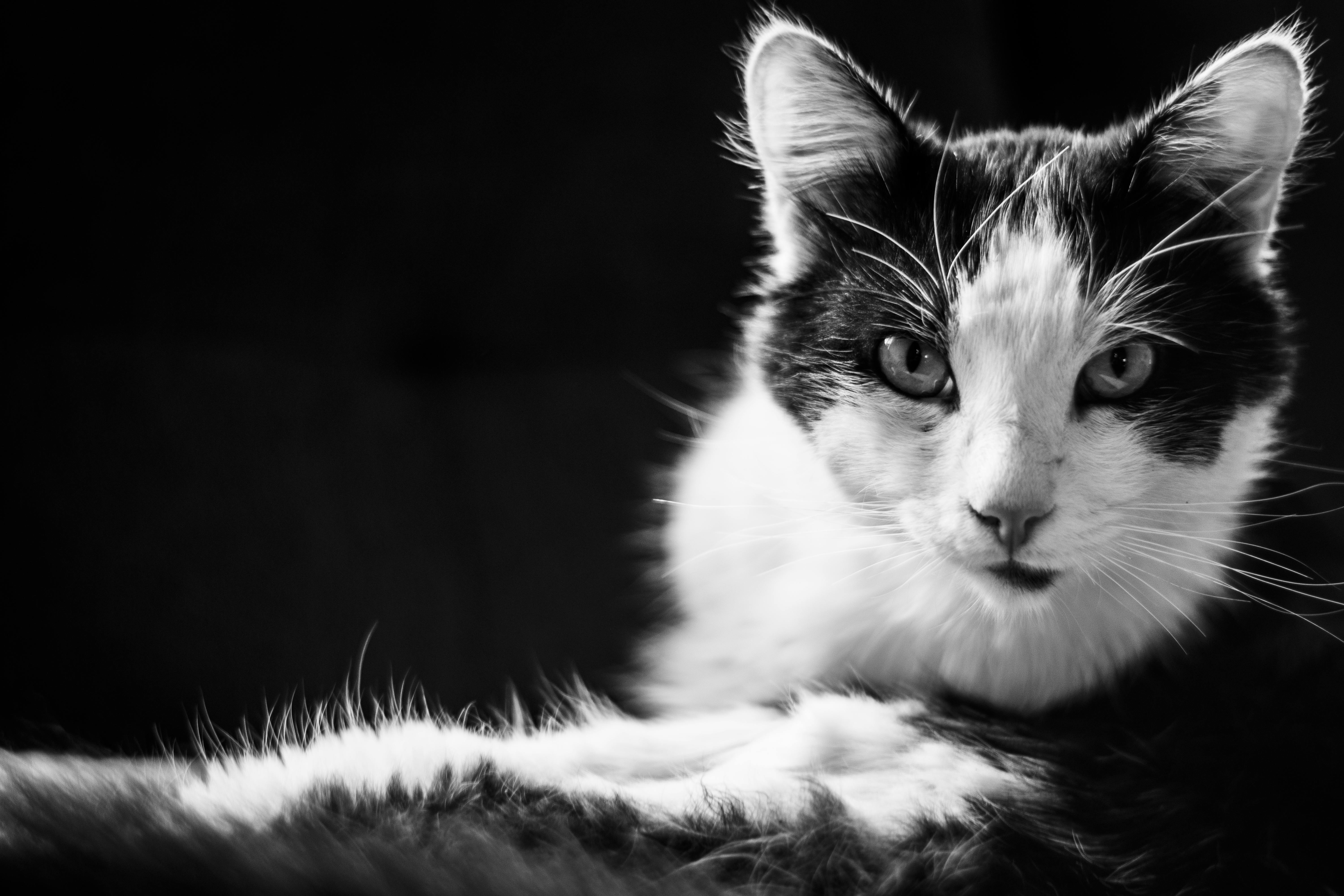 Free stock photo of black white, cat, cat face