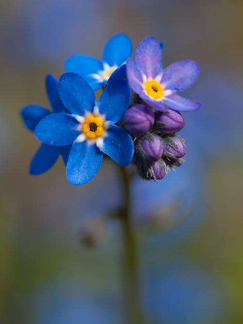 Gratis lagerfoto af blå, blomst, glem mig ikke