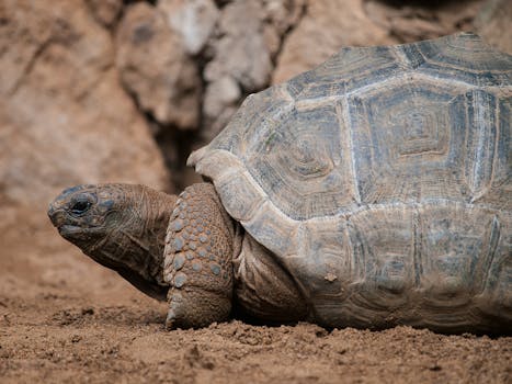 Detailed view of a tortoise resting on the sandy ground in its natural habitat.