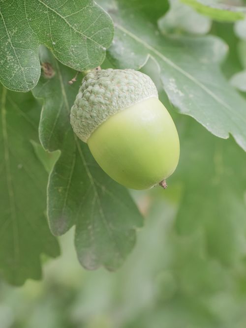 Free Vibrant green acorn hanging from oak tree branch in natural setting, showcasing growth and nature's beauty. Stock Photo