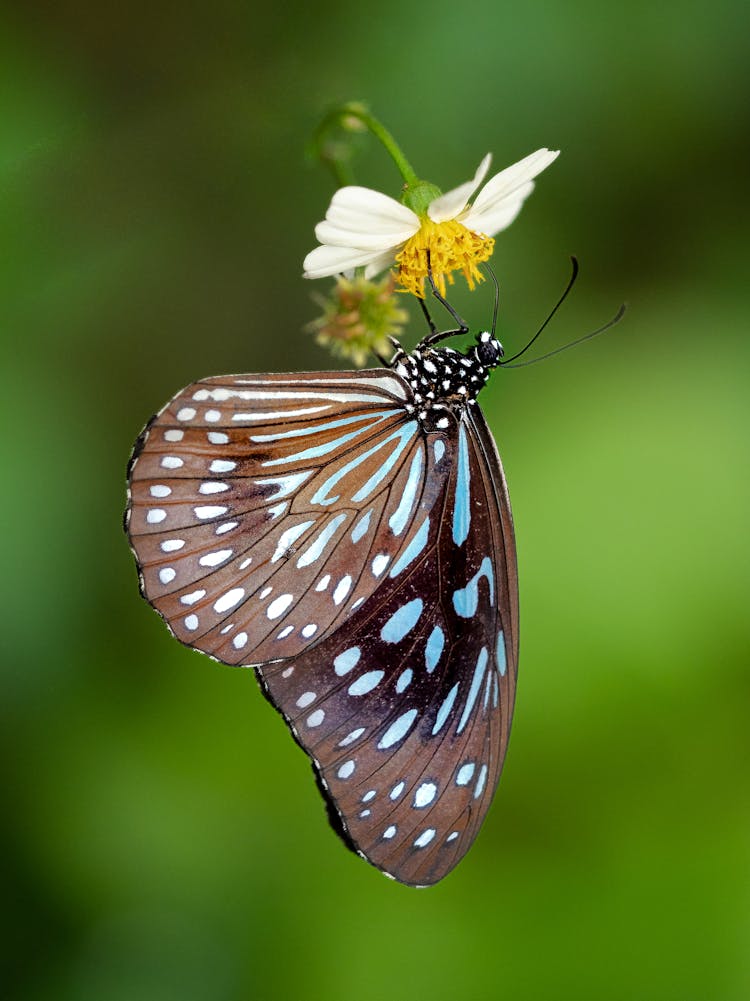 Butterfly On A White Flower 