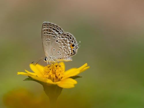 Butterfly on a Yellow Flower 