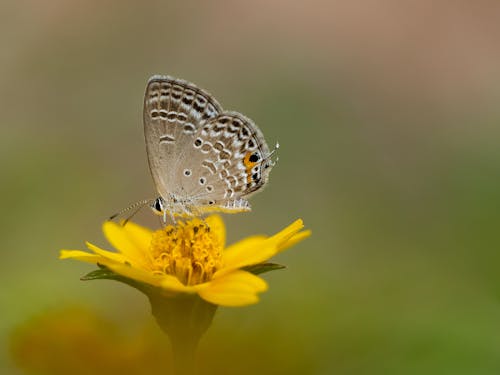 Fotos de stock gratuitas de alas, amarillo, animal