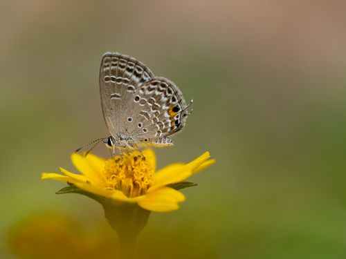 Free A close-up image of a butterfly resting on a vibrant yellow flower in Okinawa, Japan. Stock Photo