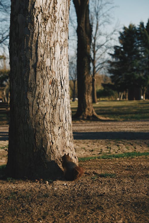 Squirrel in Park