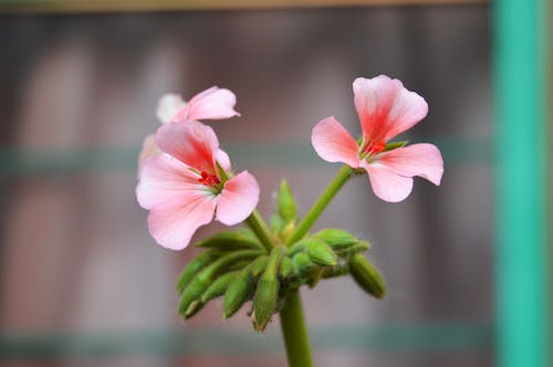 Kostenlos Pinke Blumen Stock-Foto