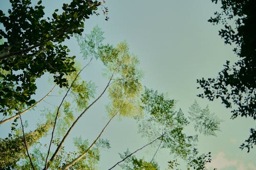 Foto profissional grátis de arbustos, árvores, céu
