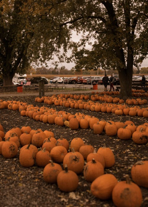 Abundance of Pumpkins in Park