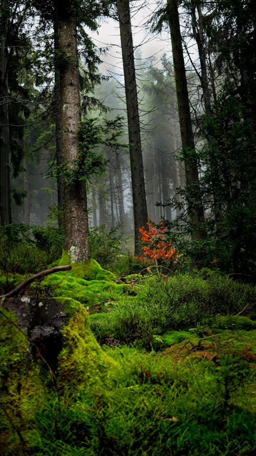シュヴァルツヴァルト, 森の木, 森林の無料の写真素材