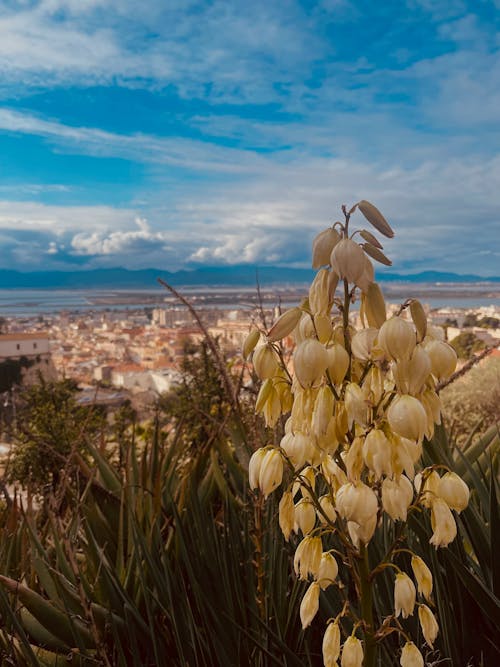 Cagliari 