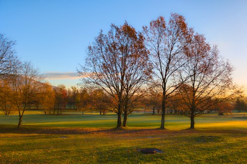 Photos gratuites de arbres, automne, beauté