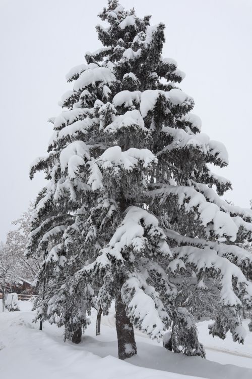 Free A scenic view of a snow-laden evergreen tree in Fichtelberg, Germany. Stock Photo