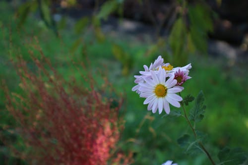 Free stock photo of beautiful flower, white flower