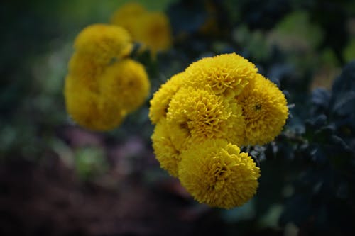 Free stock photo of beautiful flower, yellow flower