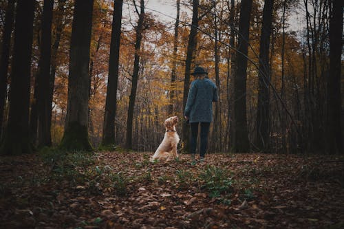 가을, 개, 걷기의 무료 스톡 사진