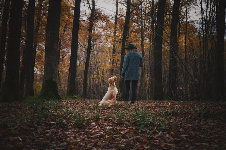 Woman On A Walk With A Dog In A Forest 