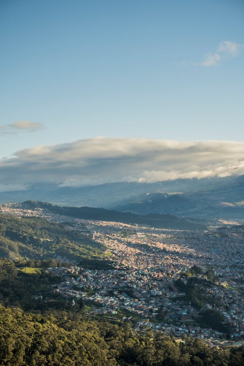 Forest and City behind