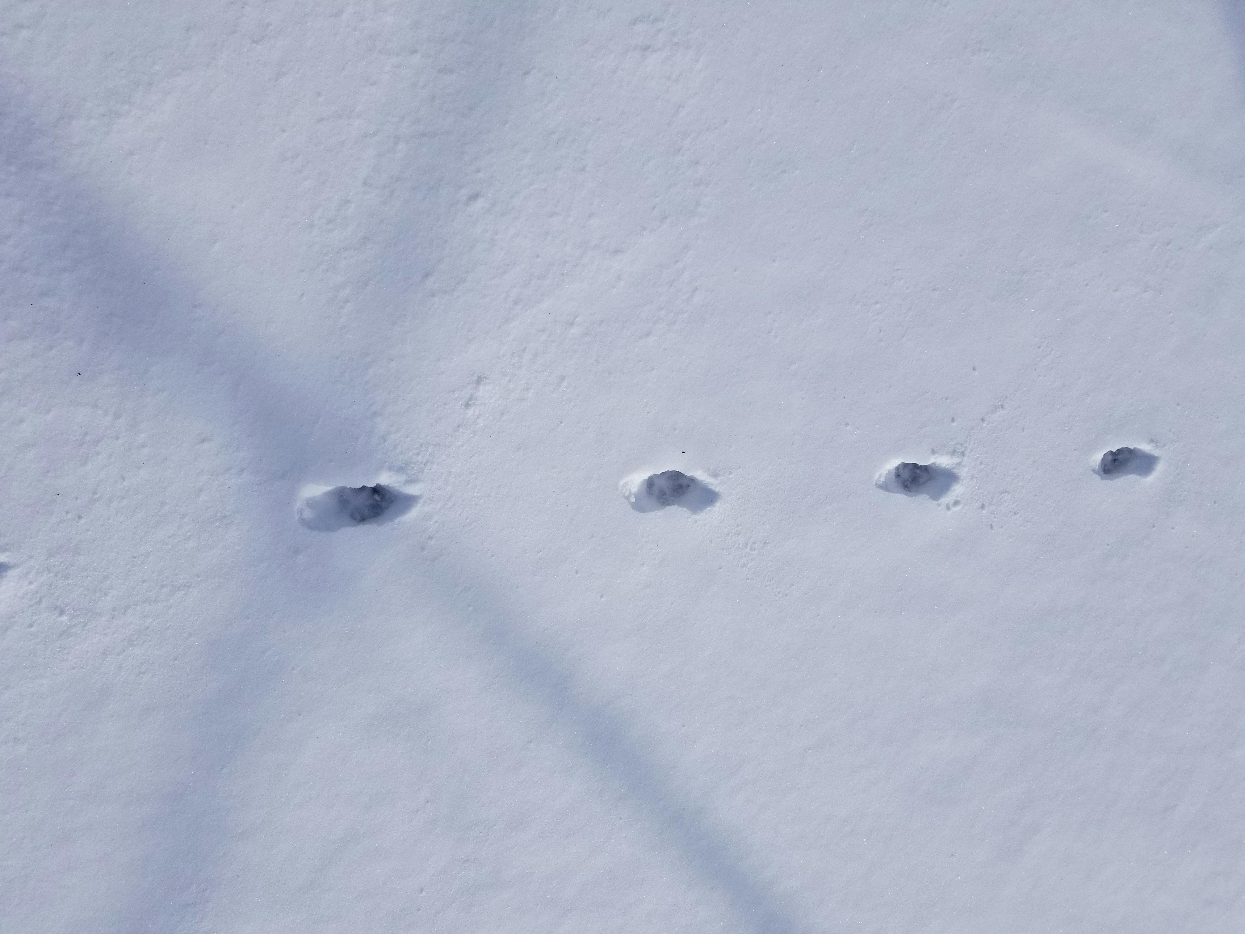 Free stock photo of coyote, footprint, snow
