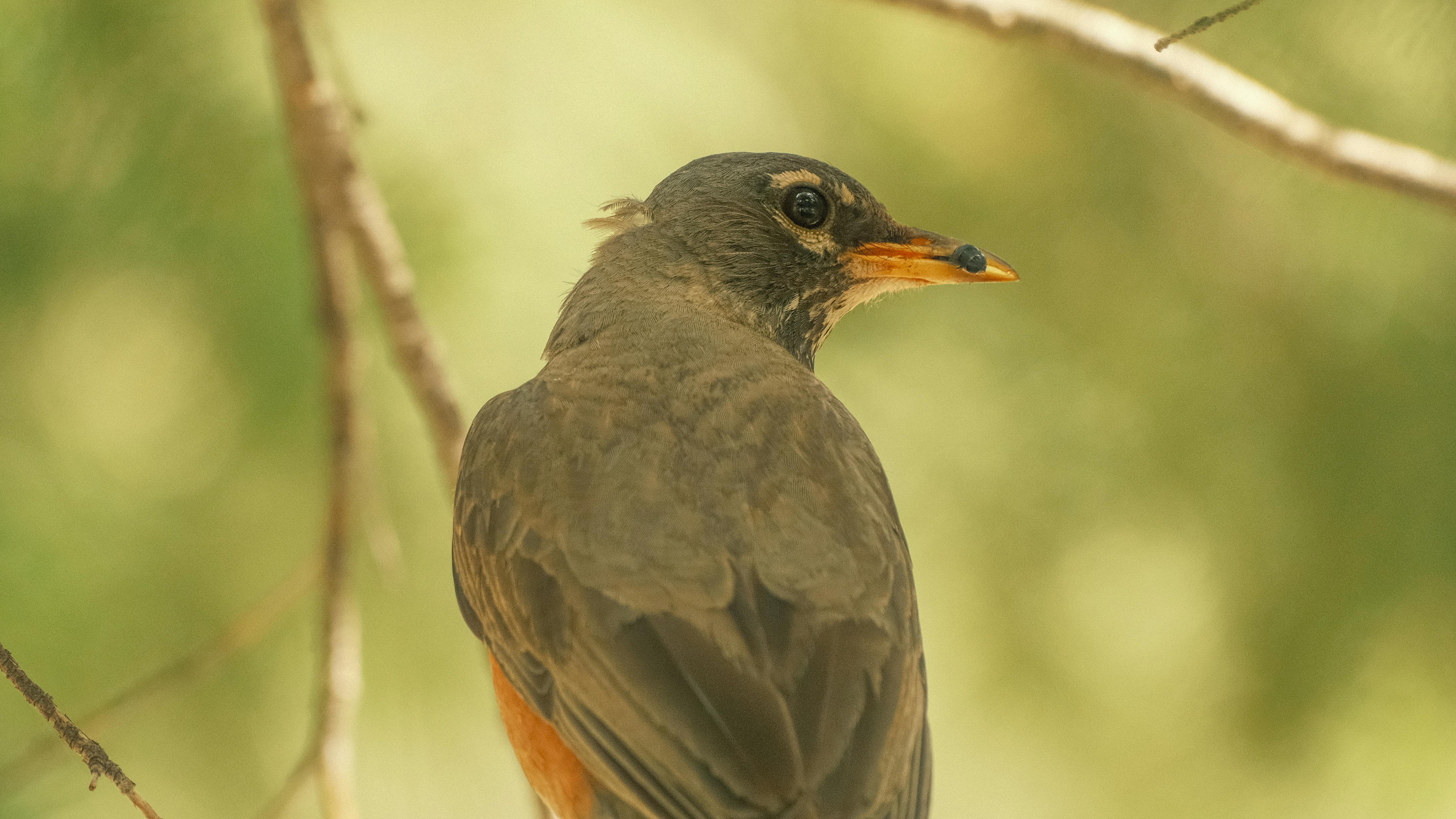 50+ Sborovy Soor Bilder und Fotos · Kostenlos Downloaden · Pexels Stock