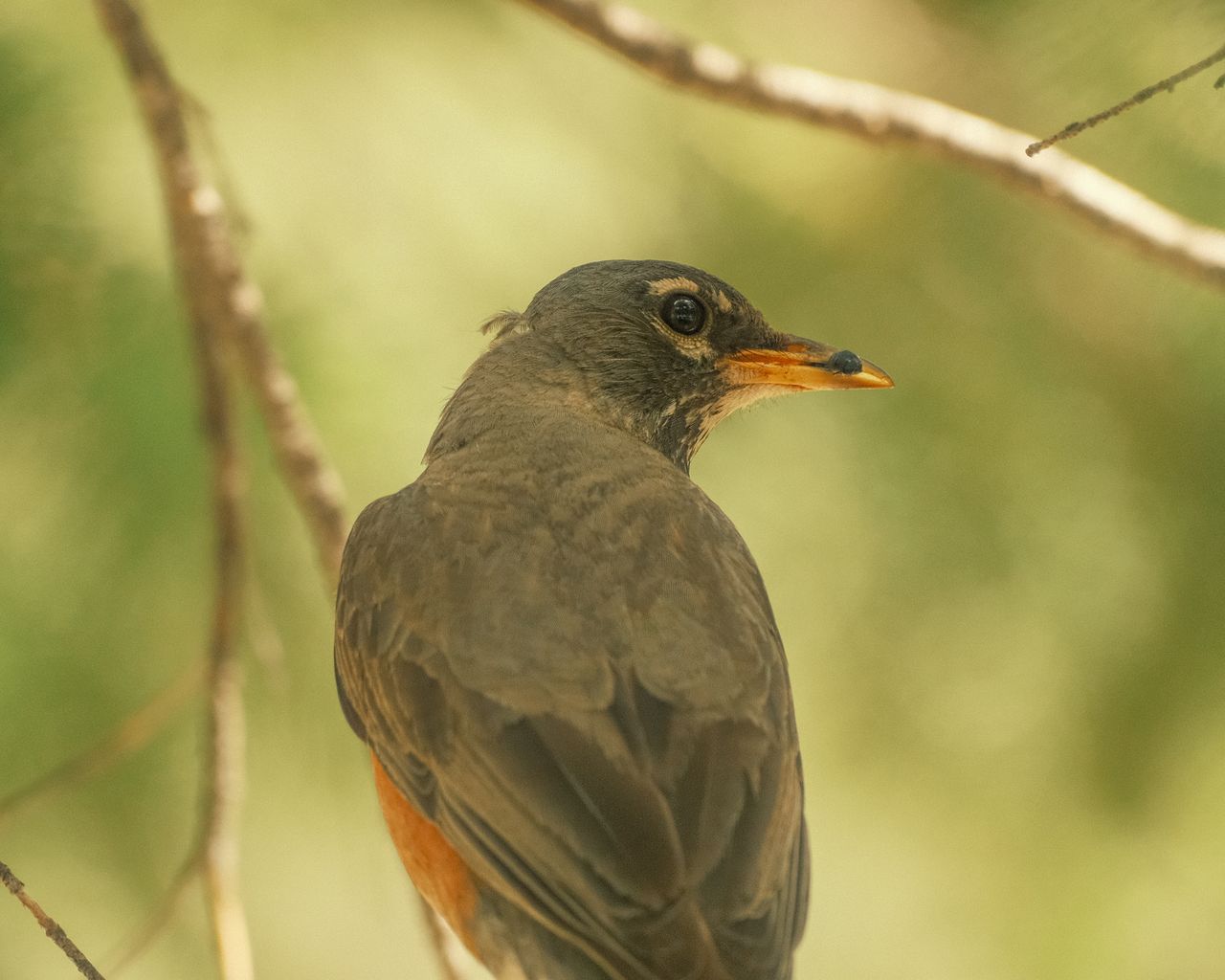 back view of an american robin perched on a branch ideal for nature an