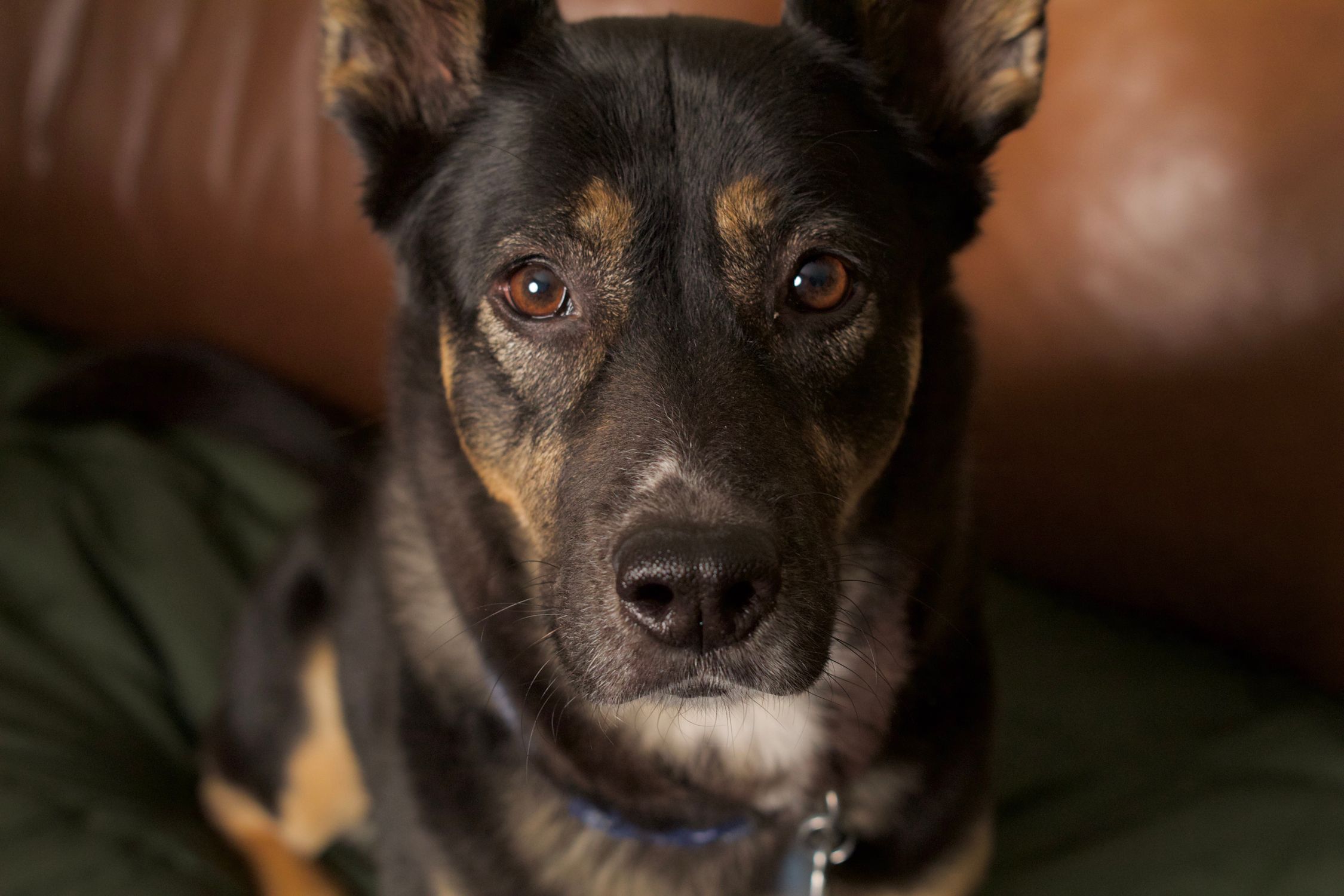 A detailed close-up portrait of a black and tan mixed breed dog indoors.