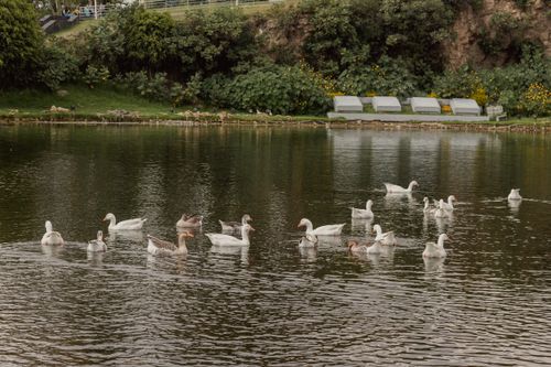 Free A serene scene of geese swimming in a park lake in Heroica Puebla de Zaragoza, Mexico. Stock Photo