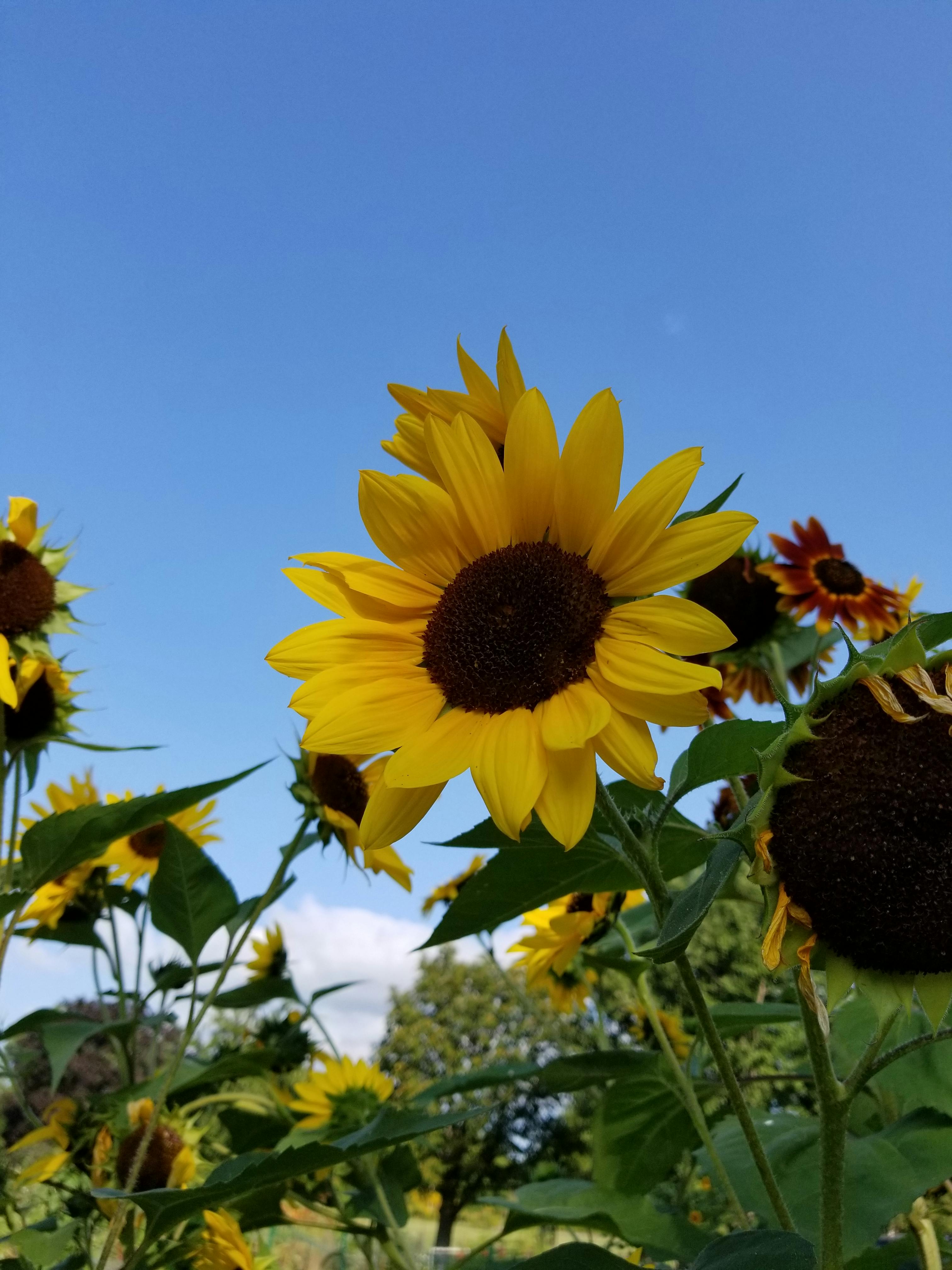 Bonne Soirée Fleur Tournesol Papillon Gif