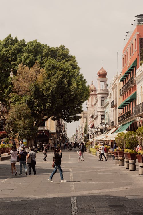 Immagine gratuita di alberi, camminando, città