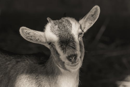 Základová fotografie zdarma na téma černobílý, fotografování zvířat, hlava