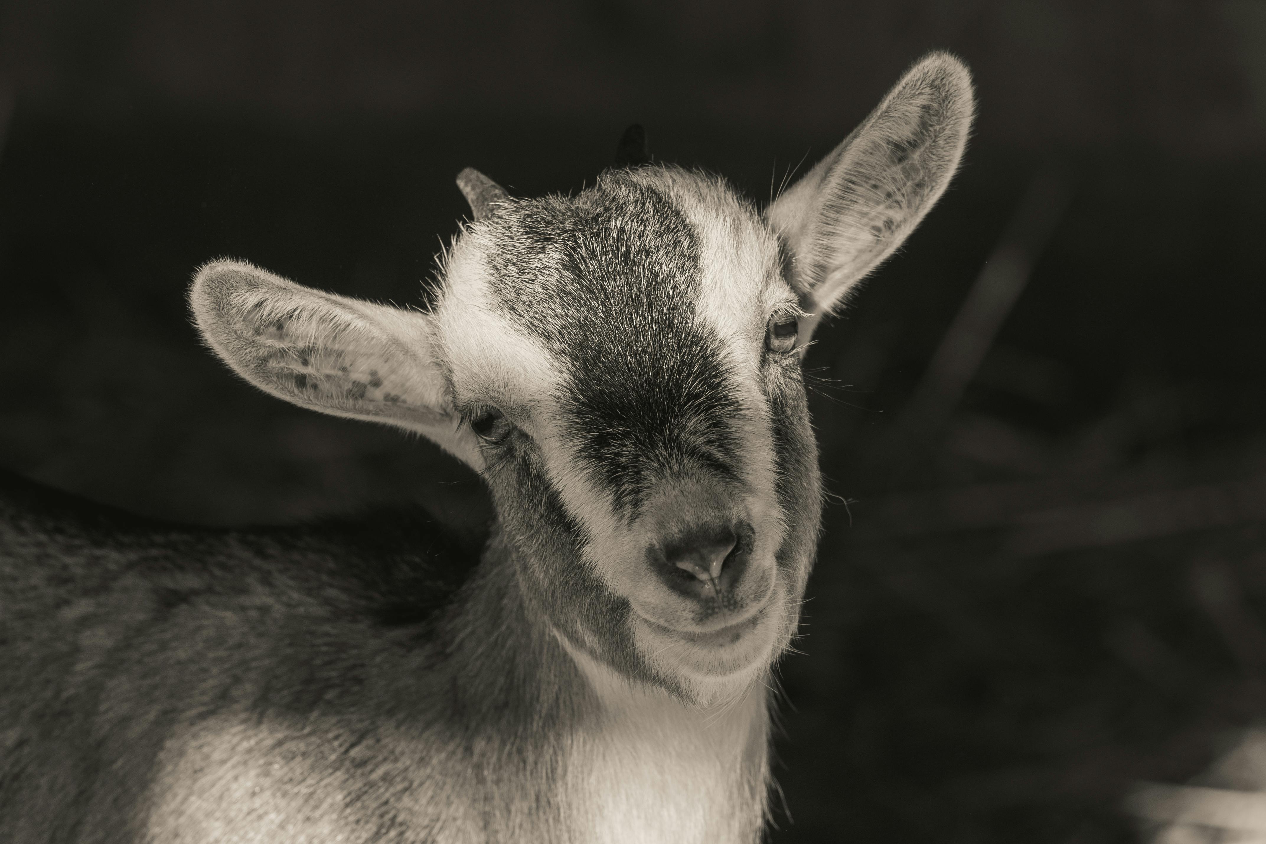 Gratuit Photos gratuites de @extérieur, accrocheur, animal à sabots Photos