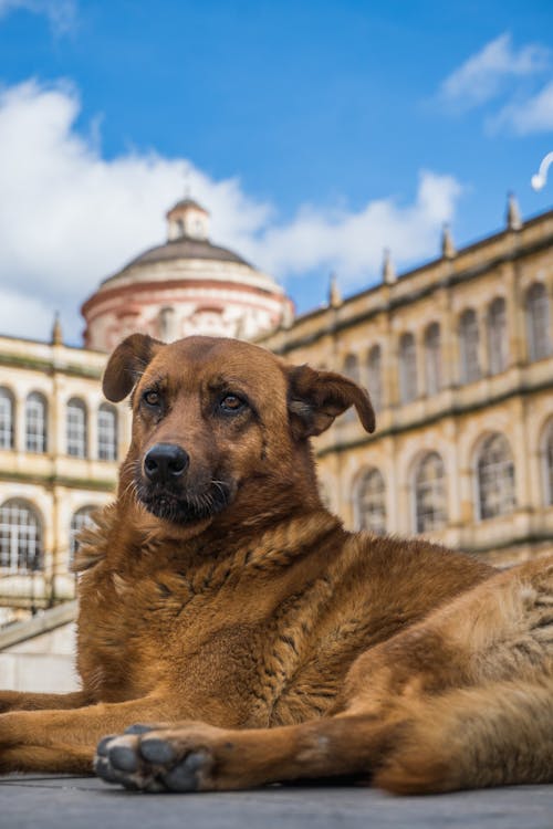 Dog Lying on Square by Palace