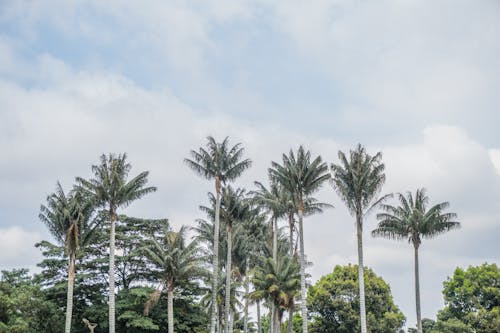 ada, bitki örtüsü, bulutlu içeren Ücretsiz stok fotoğraf
