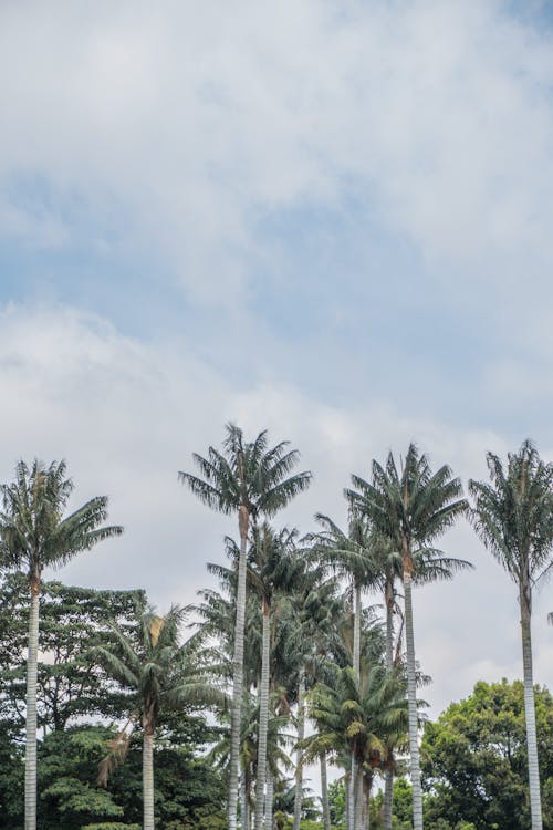 Ilmainen kuvapankkikuva tunnisteilla kasvikunta, palmupuut, pilvinen
